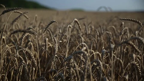 Wheat field 3 Stock Footage 74306867