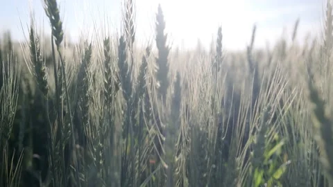 Wheat Field - 3 Video stock 171717836