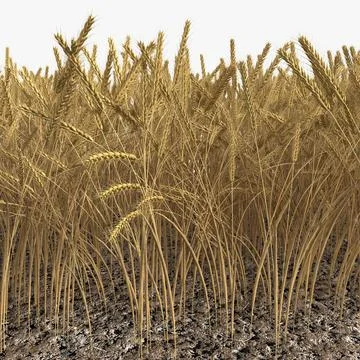 Wheat Field 3D Model