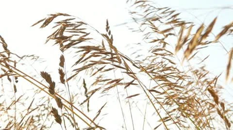 Wheat Field 4 Stock Footage 11434825