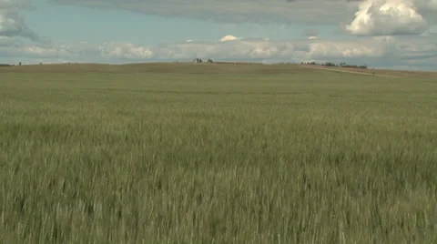 Wheat Field 4 Stock Footage 30314552