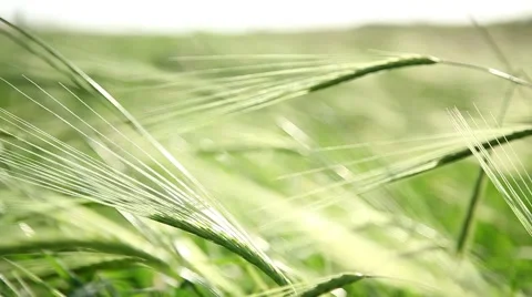 Wheat Field 4 Stockbeeldmateriaal 44746729