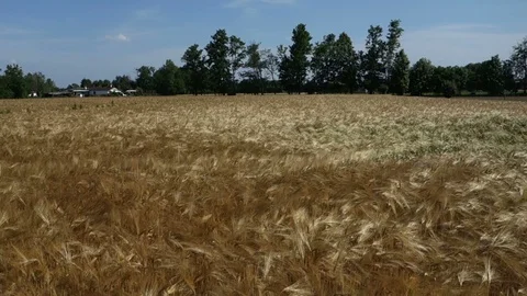 Wheat field 4 스톡 동영상 111536256