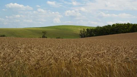 Wheat field 4K Stock Photos