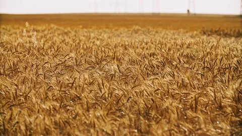 Wheat Field in 4K (UHD) Stock Footage 114563934