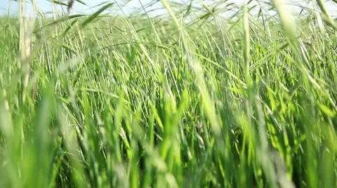 Wheat Field 5 Stockbeeldmateriaal 44730682