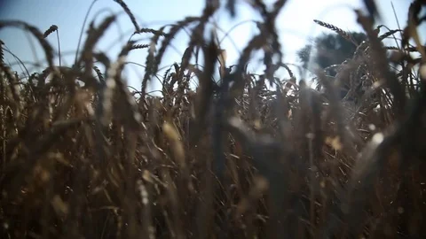 The wheat field 9 Stock Footage 74446252