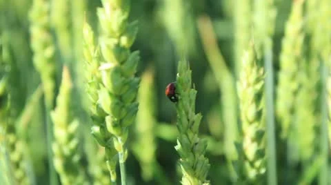 Wheat field _2 Stock Footage 11222965