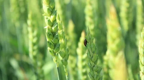 Wheat field _3 Stock Footage 11222761