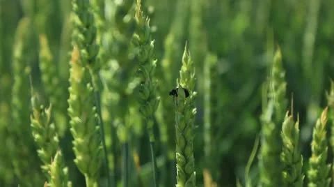 Wheat field _4 Stock Footage 11222632