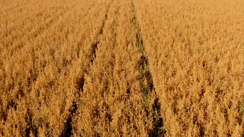 A wheat field from above 4k 30fps video Stock Footage 321436660
