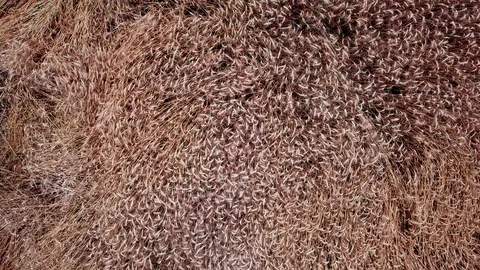 Wheat field from above Video stock 90680119