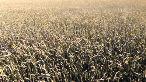 Wheat field from above Stock Footage 91566736