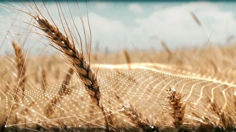 Wheat field with abstract weaving elements and dots Video stock 171756564
