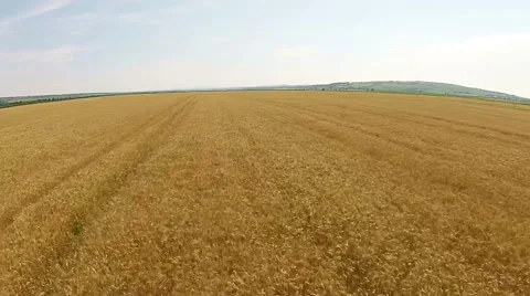 Wheat field aerial Video stock 52068397