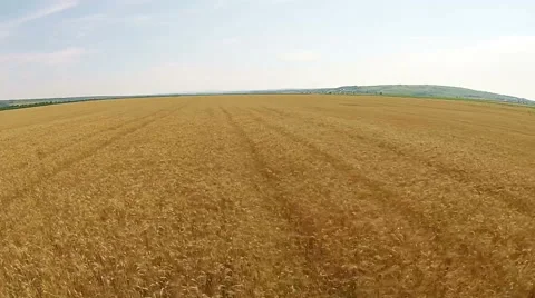 Wheat field aerial Video stock 52068518