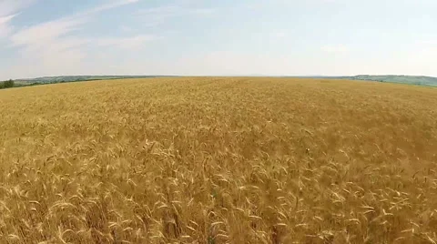 Wheat field aerial Stock-Footage 52068679