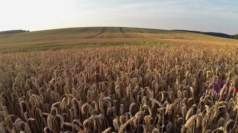 Wheat field, aerial panoramic view, low flight. Video stock 40804793