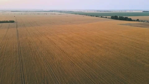 Wheat field. Aerial view. Flight above the ripe golden wheat field at sunset Stock Footage 157319338