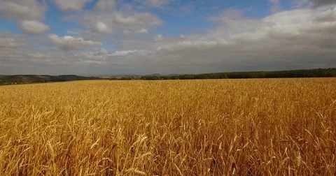 Wheat field. Aerial View. 스톡 동영상 72689684