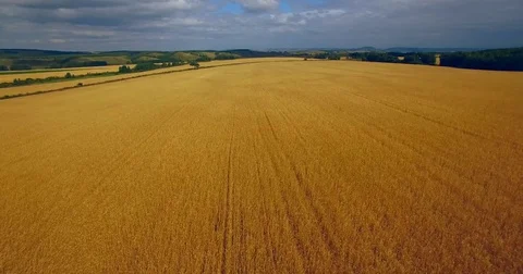 Wheat field. Aerial View. Stock Footage 72689691