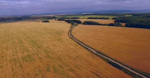 Wheat field. Aerial View. Stock Footage 72690073