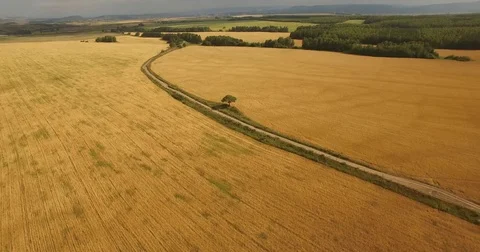 Wheat field. Aerial View. Video stock 72690214