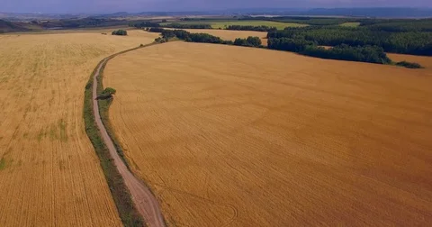 Wheat field. Aerial View. Stock Footage 72690218