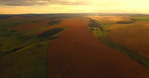 Wheat field. Aerial View. Video stock 72690629