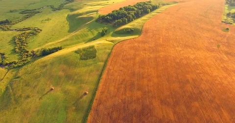 Wheat field. Aerial View. Stock Footage 72690659