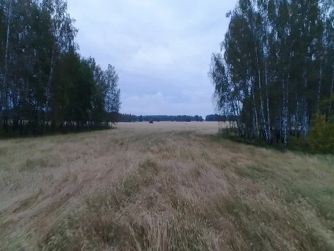 A wheat field aerial view Stockbeeldmateriaal 80553190