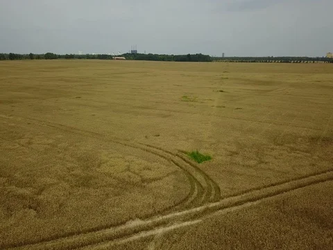 Wheat field aerial view Stock Footage 84861318