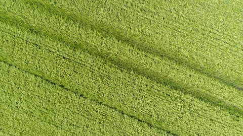 Wheat field - aerial view 動画素材 90710489