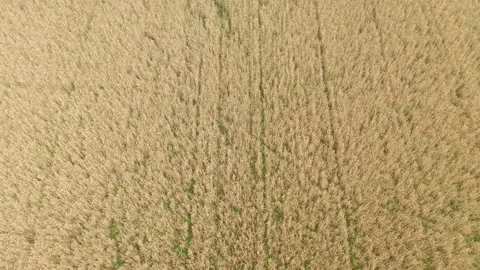 Wheat field, aerial view. Stock Footage 139942152