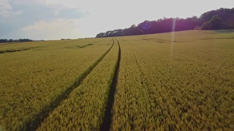 Wheat field aerial view Stock Footage 156675331