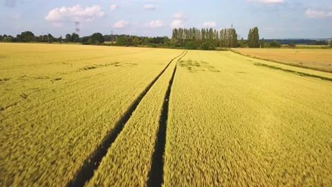 Wheat field aerial view Stock Footage 156675362