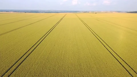 Wheat field aerial view Stock Footage 156675369