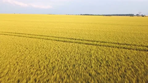 Wheat field aerial view Stock Footage 156675413