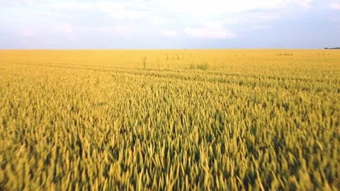 Wheat field aerial view Stock Footage 156675425