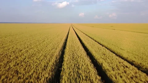 Wheat field aerial view Stock Footage 156675495