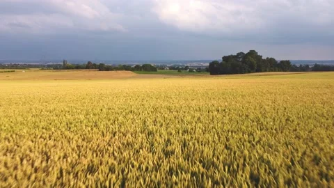 Wheat field aerial view Stock Footage 156675511
