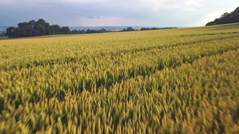 Wheat field aerial view Stock Footage 156675576