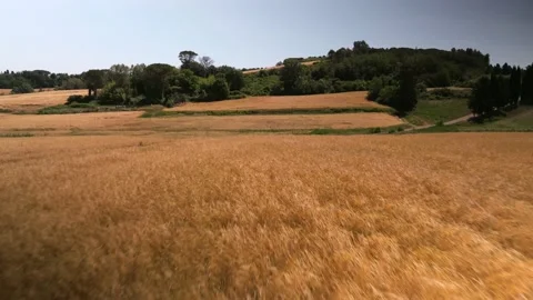 Wheat field aerial view low flying Stock Footage 230291603