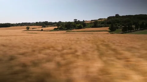 Wheat field aerial view low flying Stock Footage 230291987