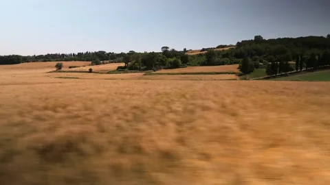 Wheat field aerial view low flying Stock Footage 230291992