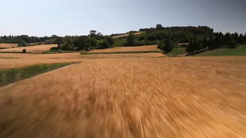 Wheat field aerial view low flying Stock Footage 230292050