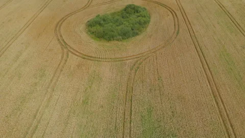 Wheat field. Aerial view of ripe wheat field from drone pov. 4K. Golden ears Stock Footage 113625341