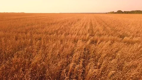 Wheat field aerial view at sunset Stock Footage 95689904