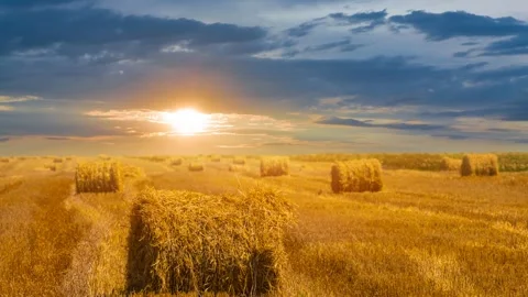 Wheat field after a harvest 库存影片 340887006