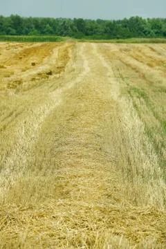 Wheat field after mowing Stock Photos